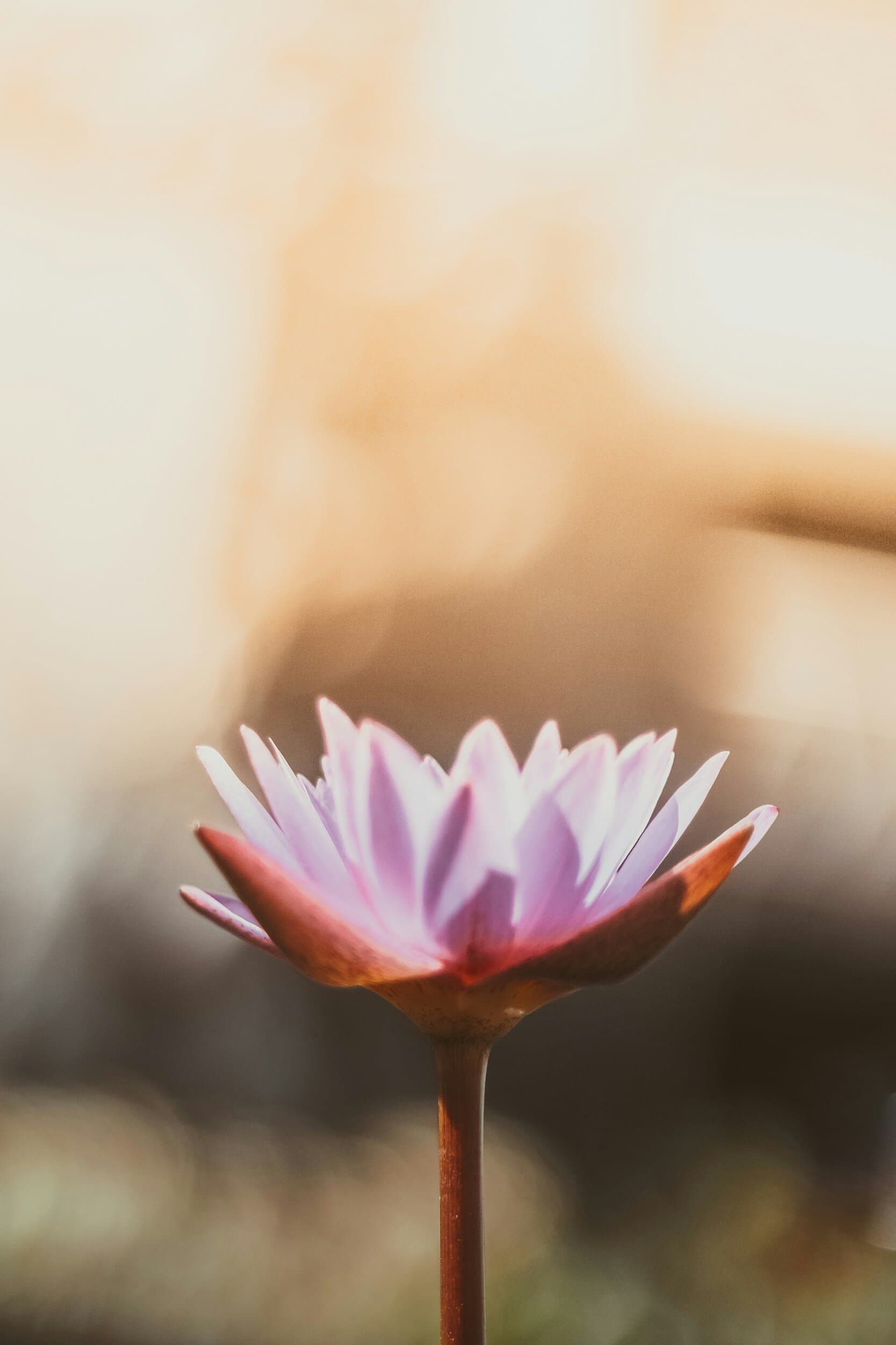 Do I have PCOS?